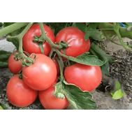 Пинк Калибр F1 - семена томатов, 500 семян, Sakata seeds/Саката сидз (Япония), фото 1 