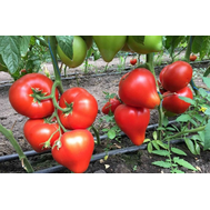  Эрон F1 - семена томатов, 500 семян, Enza Zaden/Энза Заден (Голландия), фото 1 