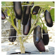  Дестан F1 - семена баклажана, 5 гр, Enza Zaden/Энза Заден (Голландия), фото 1 