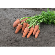  Кюрасао F1 - семена моркови, 1 000 000 семян (прецизионные, фр. от 1,6 до 2,6 мм), Bejo/Бейо (Голландия), фото 1 