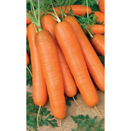 Самсон - семена моркови, 500 гр., Bejo/Бейо (Голландия), фото 1 