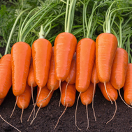  Каспий F1 - семена моркови, 1 000 000 семян (прецизионные, фр. от 1,4 до 2,6 мм), Bejo/Бейо (Голландия), фото 1 