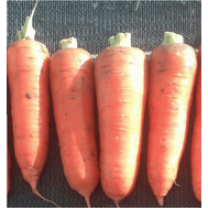  Курода Пауэр - семена моркови, 1 кг, Sakata seeds/Саката сидз (Япония), фото 1 