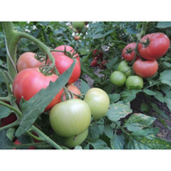  Пинк Дрим F1 - семена томатов, 500 семян, Sakata seeds/Саката сидз (Япония), фото 1 