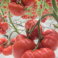  Сарра F1 - томат индетерминантный, 250 семян, Clause/Клаус (Франция), фото 1 