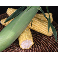  Оватонна F1 - кукуруза сахарная, 5 000 семян, Clause/Клаус (Франция), фото 1 
