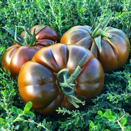  Магма (Браун Кой) F1 - семена томатов, 100 и 500 семян, Yuksel/Юксел (Турция), фото 1 