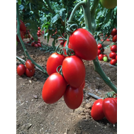  Колеос (132-111) F1 - семена томатов, 500 семян, Yuksel/Юксел (Турция), фото 1 