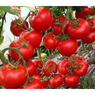  Леда F1 - семена томатов, 500 семян, Yuksel/Юксел (Турция), фото 1 