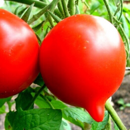  Огневский  F1 - семена томатов, 1 000 семян, Поиск (Россия), фото 1 