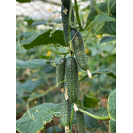  Баде F1 - семена огурцов корнишонов, 500 семян, Yuksel/Юксел (Турция), фото 1 