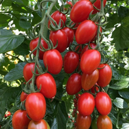  Пекбол (142-520) F1 - семена томатов черри, 100 семян, Yuksel/Юксел (Турция), фото 1 