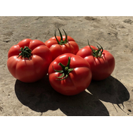  Пинк Хит F1 (Эрай F1) - семена томатов, 500 семян, Yuksel/Юксел (Турция), фото 1 