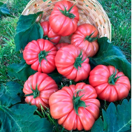  Пинк Кой F1 - семена томатов, 100 и 500 семян, Yuksel/Юксел (Турция), фото 1 