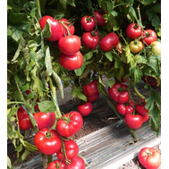  Львович F1 - семена томатов, Global Seeds/Глобал Сидс (Россия), фото 1 