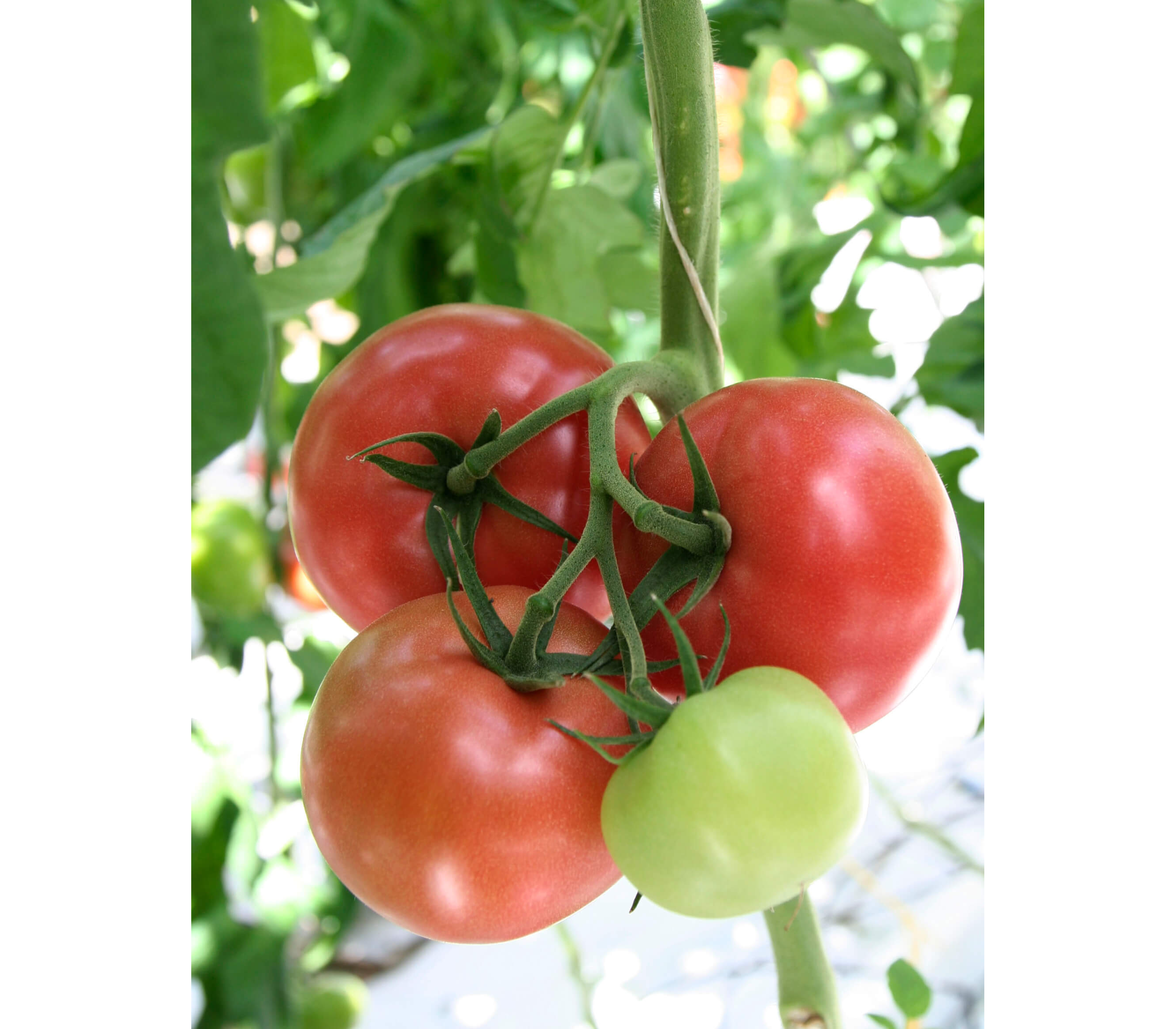Мамба F1 - семена томатов, 100 семян, Гавриш/Gavrish (Россия) - купить винтернет-магазине fremercentr.ru быстрая доставка. Почтой или ТК.