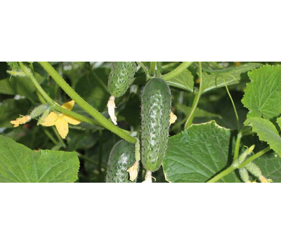 СВ 4097 ЦВ F1 - семена огурцов корнишонов, 250 и 1 000 семян, Seminis/Семинис (Голландия), фото 2 