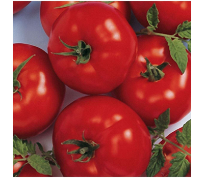  Берберана F1 - семена томатов, 500 семян, Enza Zaden/Энза Заден (Голландия), фото 2 