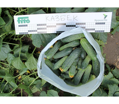  Казбек F1 - семена огурцов корнишонов, 1 000 семян, Semillas Fito/Семиллас Фито (Испания), фото 4 