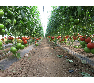  СВ 3725 ТЧ F1 - томат индетерминантный, 500 семян, Seminis/Семинис (Голландия), фото 3 
