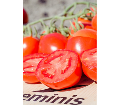  Жаг 8810 F1 - томат детерминантный, 1 000 семян, Seminis (Семинис) Голландия, фото 2 