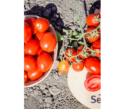  Жаг 8810 F1 - томат детерминантный, 1 000 семян, Seminis (Семинис) Голландия, фото 3 