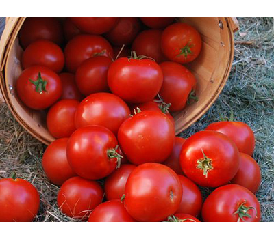  Биг Биф F1 - томат индетерминантный, 500 и 1 000 семян, Seminis/Семинис (Голландия), фото 5 