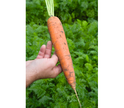  Балтимор F1 - семена моркови, 1 000 000 семян (прецизионные, фр. от 1,6 до 2,6 мм), Bejo/Бейо (Голландия), фото 2 