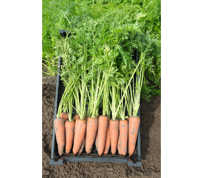  Канада F1 - семена моркови, 1 000 000 семян (прецизионные, фр. от 1,6 до 2,6 мм), Bejo/Бейо (Голландия), фото 2 