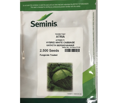  Атрия F1 - капуста белокочанная, 2 500 семян, Seminis/Семинис (Голландия), фото 2 
