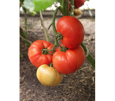  Президент II F1 - семена томатов, 500 и 1 000 семян, Seminis/Семинис (Голландия), фото 2 