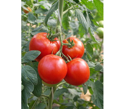  Президент II F1 - семена томатов, 500 и 1 000 семян, Seminis/Семинис (Голландия), фото 4 