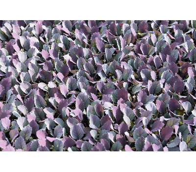  Примеро F1 – капуста краснокочанная, 2 500 семян (прецизионные), Bejo/Бейо (Голландия), фото 4 