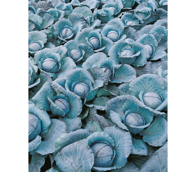  Примеро F1 – капуста краснокочанная, 2 500 семян (прецизионные), Bejo/Бейо (Голландия), фото 5 