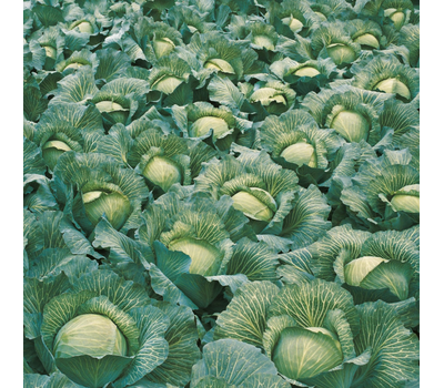  Леннокс F1 - капуста белокочанная, 2 500 семян (калиброванные), Bejo/Бейо (Голландия), фото 3 