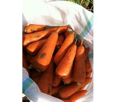  Абако F1 - семена моркови, 1 000 000 семян, (фр. от 1,6 до 2,0 и выше), Seminis/Семинис (Голландия), фото 5 