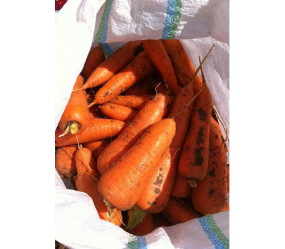  Абако F1 - семена моркови, 1 000 000 семян, (фр. от 1,6 до 2,0 и выше), Seminis/Семинис (Голландия), фото 6 