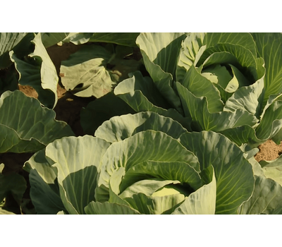  Агрессор F1 - капуста белокочанная, 2 500 и 10 000 семян, Syngenta/Сингента (Голландия), фото 6 