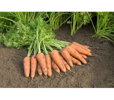  Купар F1 - семена моркови, 1 000 000 семян (прецизионные, фр. от 1,4 до 2,6 мм), Bejo/Бейо (Голландия), фото 2 