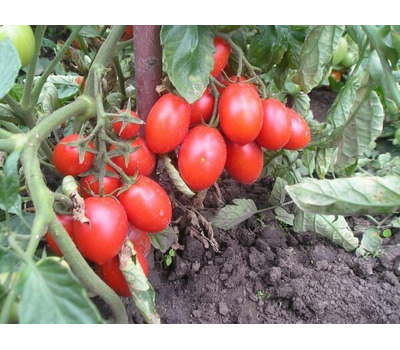  Диаболик F1- семена томатов, 1 000 семян, Sakata Seeds/Саката сидз (Япония), фото 4 