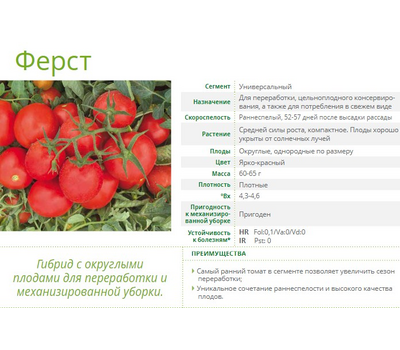 Ферст F1 - томат детерминантный, 1 000 семян,  Seminis (Семинис) Голландия, фото 5 
