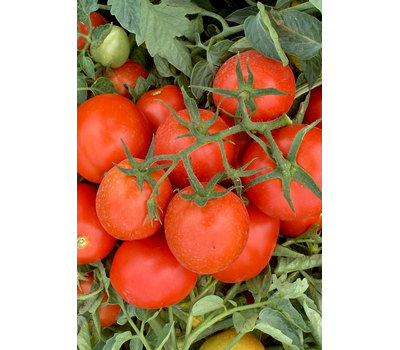  Ферст F1 - томат детерминантный, 1 000 семян,  Seminis (Семинис) Голландия, фото 2 