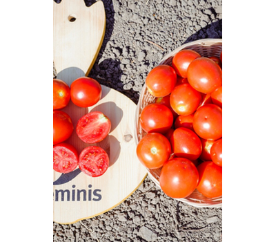  Ферст F1 - томат детерминантный, 1 000 семян,  Seminis (Семинис) Голландия, фото 3 