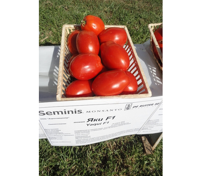  Яки F1 - томат детерминантный, 1 000 семян, Seminis/Семинис (Голландия), фото 4 