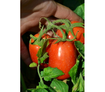  Яки F1 - томат детерминантный, 1 000 семян, Seminis/Семинис (Голландия), фото 5 