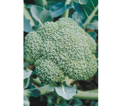  Лорд F1 - семена капусты брокколи, 1 000 семян, Seminis/Семинис (Голландия), фото 4 