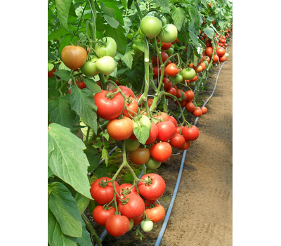  Магнус F1 - семена томатов, 500 семян, Seminis/Семинис (Голландия), фото 7 