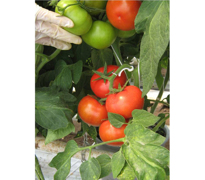  Магнус F1 - семена томатов, 500 семян, Seminis/Семинис (Голландия), фото 8 