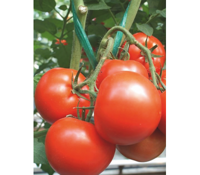  Магнус F1 - семена томатов, 500 семян, Seminis/Семинис (Голландия), фото 2 
