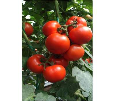  Магнус F1 - семена томатов, 500 семян, Seminis/Семинис (Голландия), фото 3 